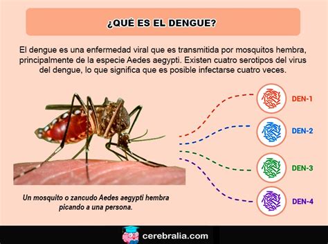 el dengue es contagioso - que es linkedin